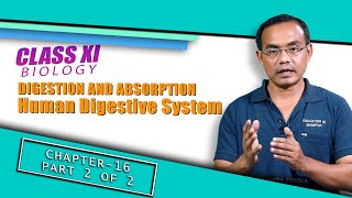 Class XI Biology Chapter 16: Human Digestive System (Part 2 of 2)