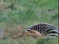 aerial footage of lions stalk & kill zebra