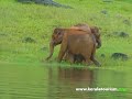 Thekkady Idukki Kerala