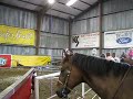 Squirt Head/Heel Horse for sale2