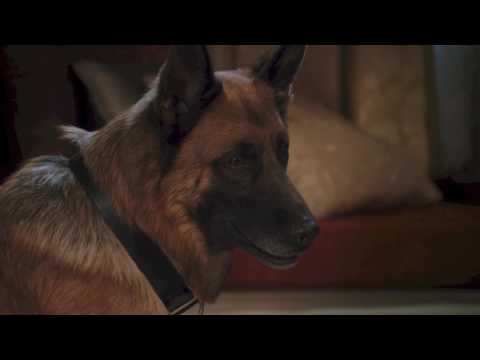 Cats & Dogs: The Revenge of Kitty Galore - Between Homes