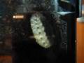 videos de Flower Beetle Pupation...Day 2