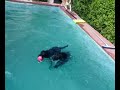 perros acuaticos part 1