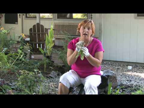 how to transplant dandelions