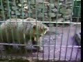 Animals in  the ZOO