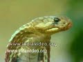 snake-charmer-india.html