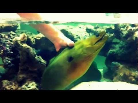 how to care for a pet eel