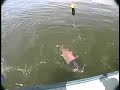 Hawg Quest fishing salmon on the Nushigak Alaska