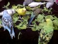 TheBudgieBirds - Happy Budgies sharing vegetables