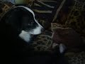 OCD Dog Air Snapping