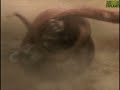 Animal-Face-Off-Anac
