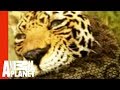 Animal-Face-Off-Anac