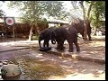 Baby elephants playing - Ayutthaya, Thailand Baby elephants playing - Ayutthaya, Thailand