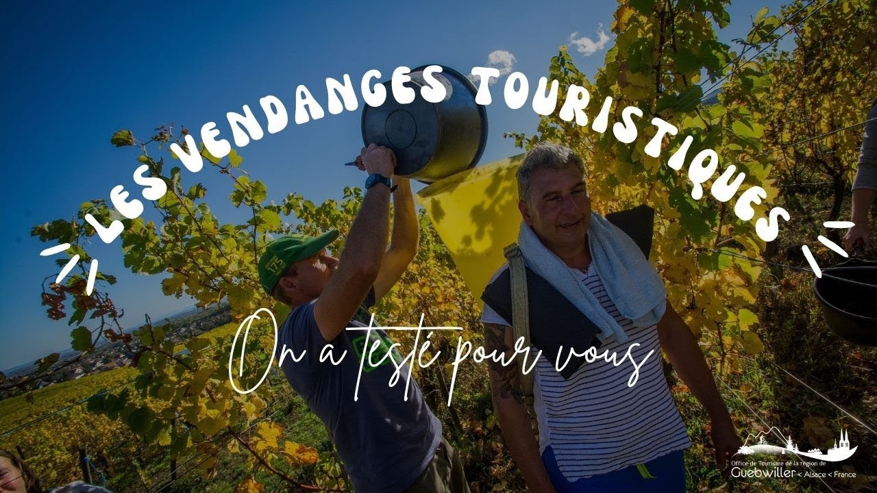 On a testé pour vous : les vendanges touristiques en Alsace