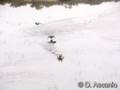 Anas discors / Blue-winged Teal