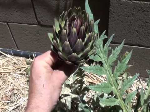 how to harvest artichoke plants