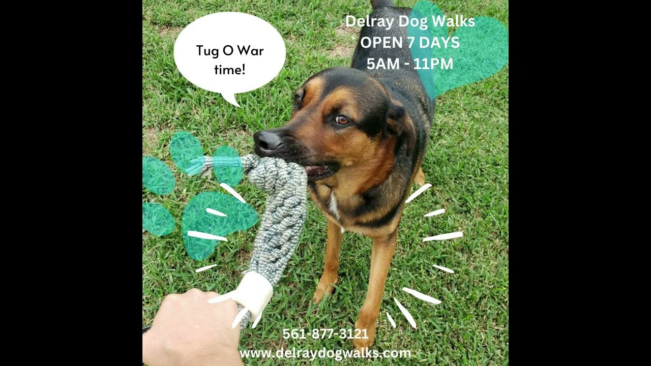 Delray Dog Walks Rebel