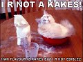 funny-cat-pics-3.html