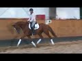 Dressage Horse for Sale by De Niro