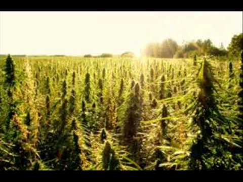 how to effectively grow weed