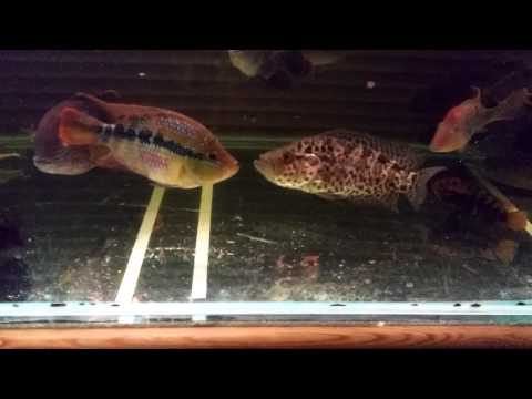 Jaguar Cichlid Vs Selvini