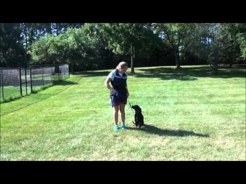 Duke (Lab mix) Puppy Camp Training Video