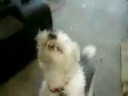 power metal dog yelling