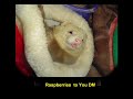 DMK Ferret Rescue