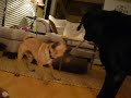 Morton the foster dog and Judge - tug of war