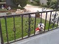 Dog Talking And Enjoying playing at Guard Dog Dog Talking And Enjoying playing at Guard Dog