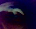 Banana medley baila me - la compagnia