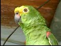 el loro de mi abuela  en Calidad HD