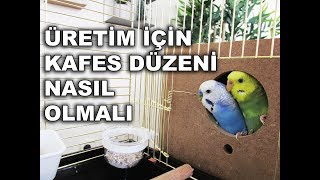 Muhabbet Kuşu Üretimi İçin Kafes Düzeni Nası