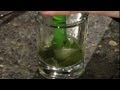 How to Crush the Mint for Mojitos : Mojito Recipes