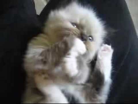 Adorable Kitten