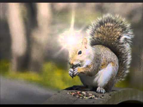 how to eliminate squirrels