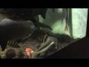 A Life Aquatic, Part 2: It\ A Life Aquatic, Part 2: It\
