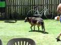 my german shepard zac walking around