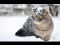 THE WONDERFUL WORLD OF CATS - HD NATURE WILDLIFE DOCUMENTARY