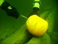 Vancouver Apneist underwater pumpkin carving contest