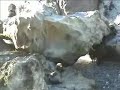 Ohau Point - Seals in new zealand