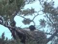 Maine Bald Eagles .. 11/22/08 .. Dad eats breakfast in the snow
