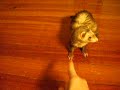 Smart Ferret does Trick