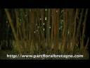 Bosquet de bambous Bosquet de bambous