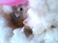 my mouse my mouse