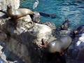 Sea World Seal Feeding