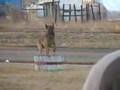 Dog Training Denver-Dave Skoletsky (www.SitMeansSit.com)
