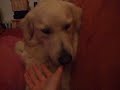 Mein Hund liebt mich