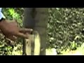 Agarwood Inducement