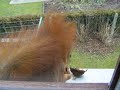 Eichh�rnchen futtert